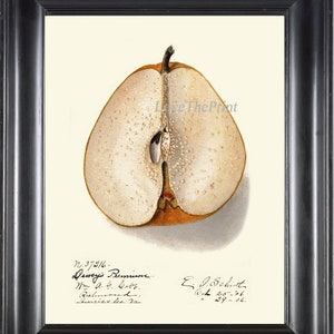 Birne Art Print 283 Schöne antike Elfenbeinfrucht Garten Natur Botanical Home Wall Decor Küche Esszimmer Dekoration zum Rahmen Dekoration