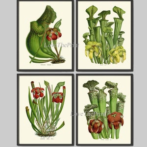 Carnívoro Insect Eating Plant Trumpet Pitchers Botanical Wall Art Print set de 4 flores tropicales home habitación decoración pared arte sin marco HOU