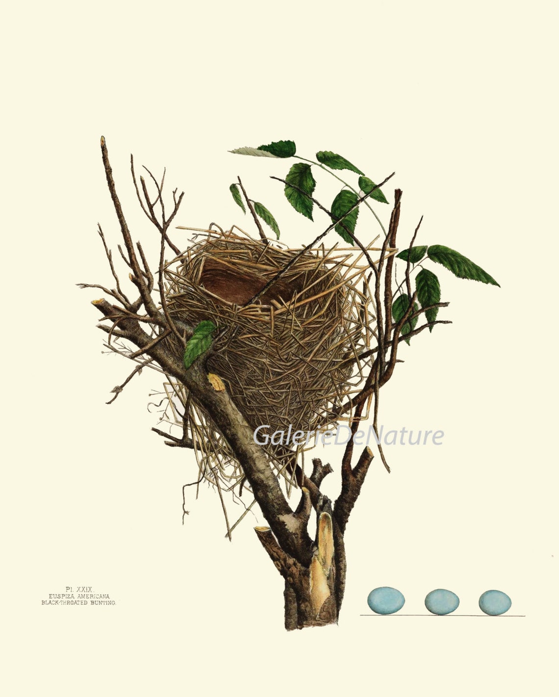 Nest + Egg Framed Art Print