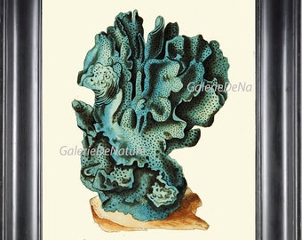 Coral Print Art NS9 Beautiful Antique Blue Coral Ocean Nature Seashore Cottage Sea Marine Design Decor to Frame Nautical Interior Design