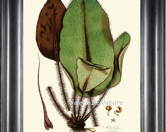 Botanical Fern Print HW 64 Art 4x6 5x7 8x10 11x14 Beautiful Green Antique Fern on Ivory Background Forst Nature Home Wall Decor to Frame