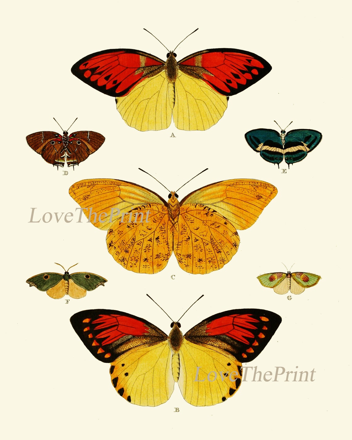 Butterfly Print Set of 4 Prints Beautiful Antique Colorful Yellow Red ...