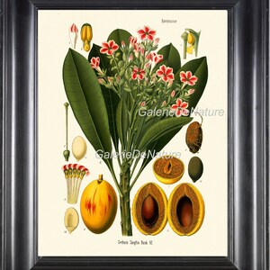 Botanische Art 28 Drucken Kohler 4 x 6 5 x 7 8 x 10 11 X 14 schönes Cerbera kleine Blumen tropischer Früchte Antique Chart Samen Pflanze Zuhause Wanddekoration