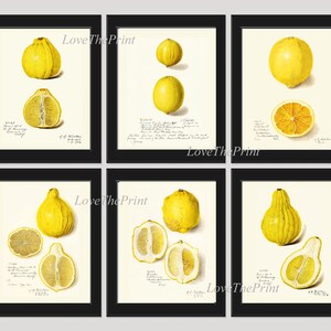Lemons Print Set of 6 Prints Wall Art Beautiful Antique Citrus Fruit Garden Colorful Chart Illustration Kitchen Dining Room Home Decor US