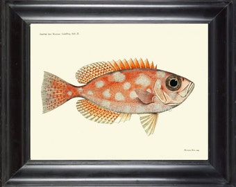 FISH PRINT Art F 17 4x6 5x7 8x10 11x14 Beautiful Large Bigeye Red Coral Reef Tropical Subtropical Antique Writing Beach Ocean Wall Decor