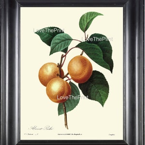 Botanical Art Print R71 Beautiful Apricot Fruit Tree Antique Green Organic Garden Home Room Kitchen Dining Wall Decor to Frame Decoration