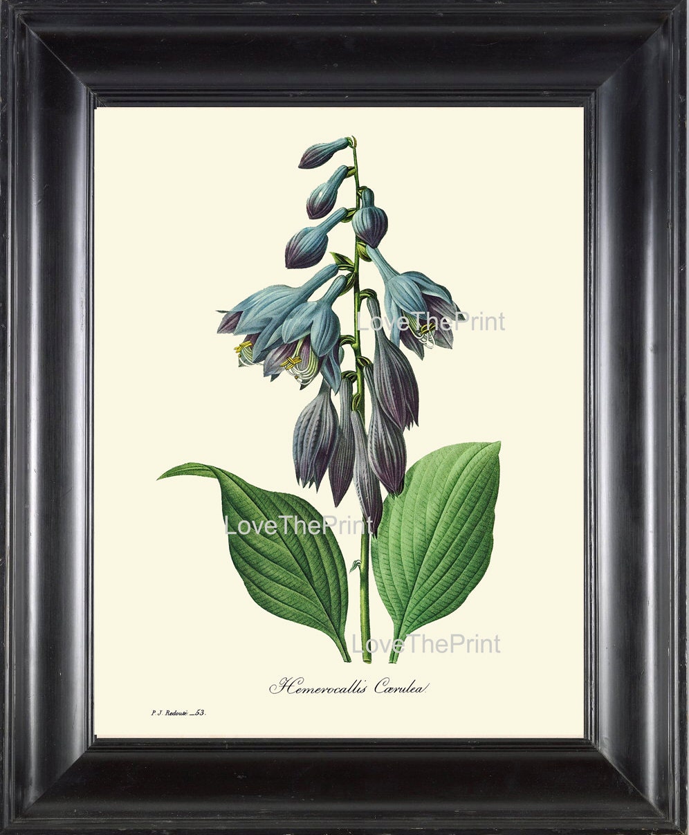 Botanical Print R64 Large Art Beautiful Blue Daylily Bell Flower Forest Nature Antique Home Room Wall Decor to Frame Living Dining Kitchen