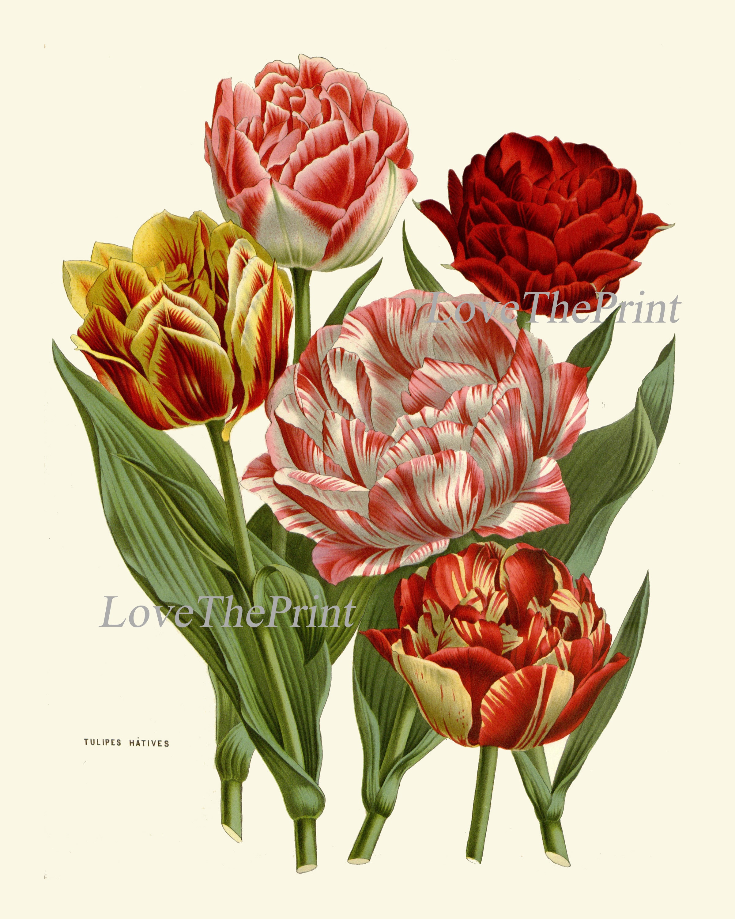 Tulip Flowers Wall Art Print Set of 4 Antique Watercolor - Etsy