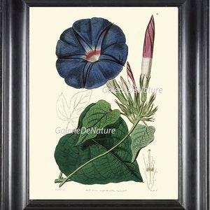Botanische PRINT Art ED14 mooie grote blauwe maan Plant antieke voorjaar zomer bloementuin grafiek zaden bloemblaadjes decoratie naar Frame