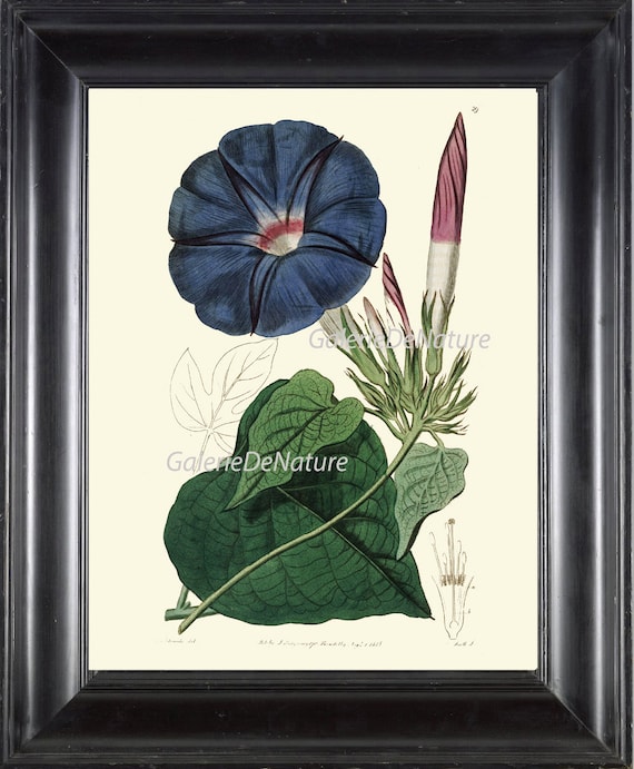BOTANICAL PRINT Art ED14 Beautiful Large Blue Moon Flower Plant Antique Spring Summer Garden Chart Seeds Petals Decoration to Frame