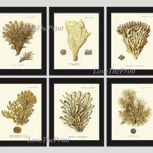 Coral Print Wall Art Home Decor Set of 6 Prints Beautiful Antique Vintage Illustration Drawing Picture Sea Ocean Home Decor to Frame ES