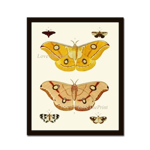 Butterfly Print Wall Art 59 Beautiful Colorful Butterflies Summer Garden Nature Bedroom Living Dining Room Office Home Decor to Frame CP
