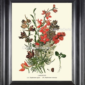 BOTANICAL PRINT Flower Art S8 4x6 5x7 8x10 11x14 Beautiful Larkspurs Large Antique Garden Plant Home Wall Room Decoration Picture to Frame