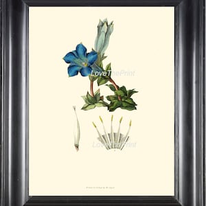 Botanical Print CL2 Art 4x6 5x7 8x10 11x14 Beautiful Blue Gentian Flower Antique Chart Wildflower Vintage Plate Home Wall Decor Living Room
