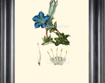 Botanical Print CL2 Art 4x6 5x7 8x10 11x14 Beautiful Blue Gentian Flower Antique Chart Wildflower Vintage Plate Home Wall Decor Living Room