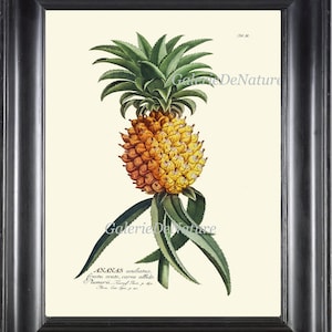 Ananas-Print Wall Art JT2 4 x 6 5 x 7 8 x 10 11 x 14 schöne antike große Frucht tropische Pflanze Elfenbein Hintergrund Haus Zimmer Wand-Dekor, Rahmen