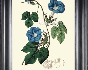 BOTANICAL PRINT Art ED33 Beautiful Blue Morning Glory Flower Plant Antique Chart Living Room Bedroom Dining Room Home Wall Decor to Frame