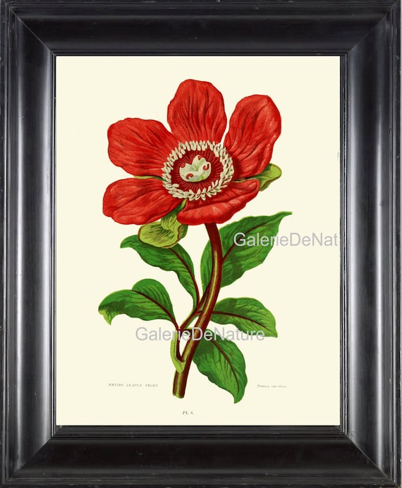 BOTANICAL PRINT Flower Art S161 4x6 5x7 8x10 11x14 Beautiful