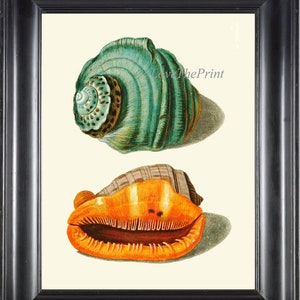 May include: Two seashells, one is a teal green with brown and white markings, the other is a bright orange with brown stripes. Both shells are on a white background.