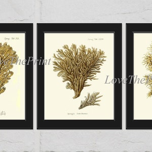 Coral Print Wall Art Set of 3 Beautiful Vintage Illustration Drawing Beach Lake Cottage Coastal Bathroom Dining Room Home Decor to Frame ES