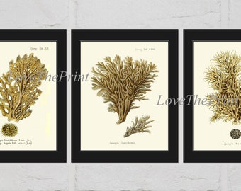 May include: Set of three vintage botanical illustrations of different types of yellow coral. The illustrations are framed in black frames and have a white background.