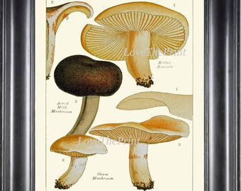 May include: Vintage botanical illustration of three poisonous mushrooms. The image shows a Bitter Russule, an Acrid Milk Mushroom, and a Sham Mushroom. The mushrooms are depicted in detail with their caps, stems, and gills.