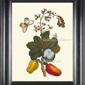 Cashew Print SIB36 Beautiful Antique Nuts Yellow Red Plant Butterfly Kitchen Dining Room Food Cooking Chef Gift Room Home Decor to Frame