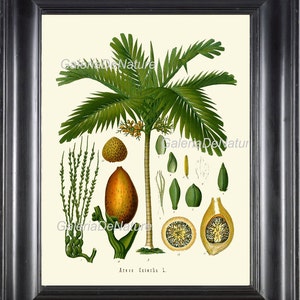 Grabado Botánico 5 arte Kohler 4 x 6 5 x 7 8 x 10 11x14 grande AntiquePalm árbol semillas nueces planta tabla Tropical naturaleza casa habitación decoración de la pared