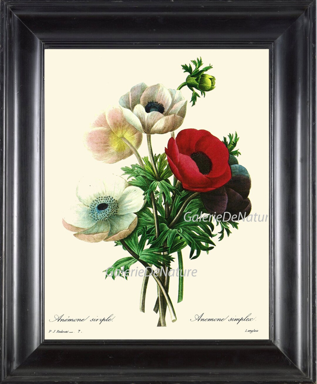 絵画 anemone Botanical Print R10 Wall Art Beautiful Red White Anemone Flowers