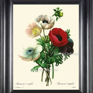 Botanical Print R10 Wall Art Beautiful Red White Anemone Flowers Spring Summer Garden Nature Gardening Gift Home Room Antique Decor