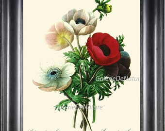 Botanical Print R10 Wall Art Beautiful Red White Anemone Flowers Spring Summer Garden Nature Gardening Gift Home Room Antique Decor