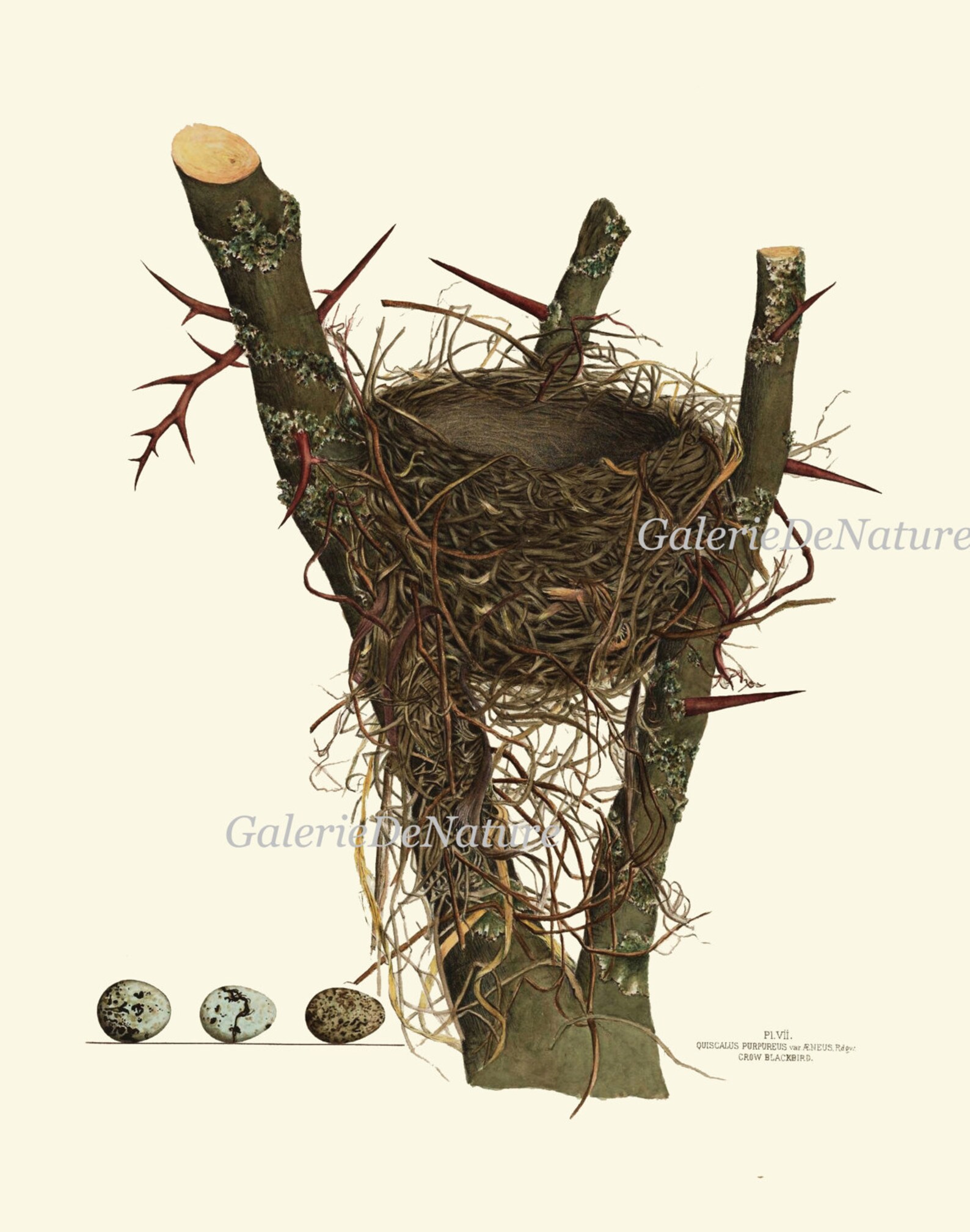 Bird Nest Print Set of 4 Beautiful Antique Forest Nature Blue Eggs Home ...