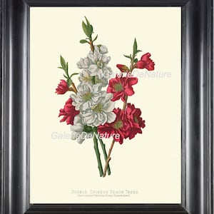 BOTANICAL PRINT Flower Art P6 4x6 5x7 8x10 11x14 Beautiful Chinese ...