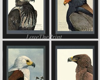 Eagle Print Art 4 stampe mare africano Bateleur Tawn Eagle Forest Country campo natura fauna illustrazione Home Room Decor Wall Art to frame