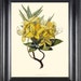 see more listings in the Botanical Prints section