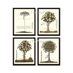 Palm Tree Art Print Set of 4 Antique Beautiful Tropical Nature Chart Book Plate Bedroom Living Room Bathroom Office Home Wall Decor GT
