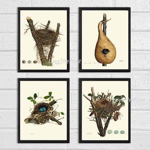 Bird Nest Print Set of 4 Beautiful Antique Forest Nature Blue Eggs Home Bedroom Living Room Hallway Staircase Room Wall Decor to Frame