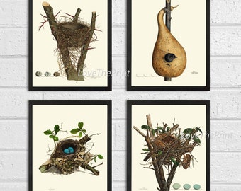 Puede incluir: Conjunto de cuatro ilustraciones botánicas vintage de nidos de pájaros. Cada ilustración presenta un tipo de nido diferente, incluyendo un nido tejido, un nido de calabaza y un nido hecho de ramitas. Las ilustraciones están en una paleta de colores apagados y tienen una estética vintage.