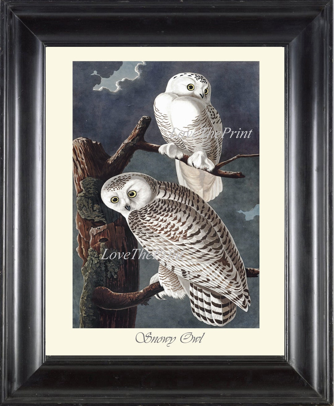 Audubon Snowy Owl Wall Art Print 459 Beautiful Antique White Bird ...