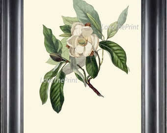 Botanical Print CL9 Art 4x6 5x7 8x10 11x14 Beautiful White Sweet Bay Magnolia Flower Antique Picture Plate to Frame Home Living Room Bedroom