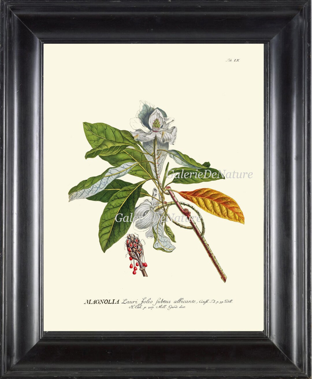 Magnolia Flower Print Wall Art J9 4x6 5x7 8x10 11x14 Beautiful