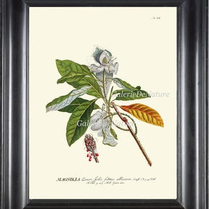 Könnte beinhalten: Eine Vintage-botanische Illustration einer Magnolienblüte mit weißen Blütenblättern und grünen Blättern. Die Illustration befindet sich in einem schwarzen Rahmen und trägt den Text "MAGNOLIA Lauri folio lubutus allicante.  Cult. in  J.  D.  Dut.  A.  Ed.  1.  p.  30.  t.  30.  1802." am unteren Rand.