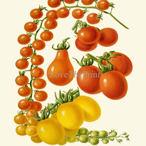 Tomato Print Set of 3 Beautiful Antique Vintage Red Yellow Green Colorful Vegetables Heirloom Garden Nature Illustration Home Wall Decor IH image 7