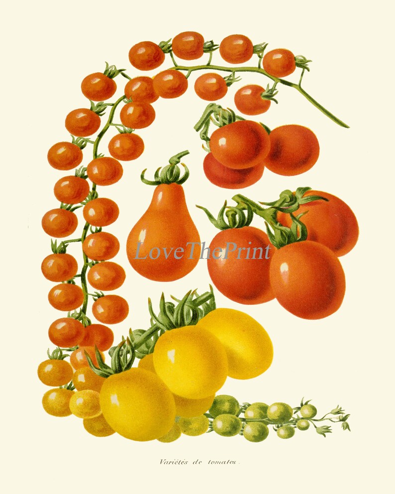 Tomato Print Set of 3 Beautiful Antique Vintage Red Yellow Green Colorful Vegetables Heirloom Garden Nature Illustration Home Wall Decor IH image 7