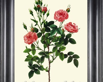 Botanical Print R24 Wall Art Beautiful Pink Pompon Rose French Cabbage Plant Spring Summer Garden Antique Digital Home Wall Decor to Frame