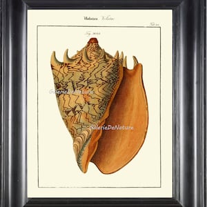 Sea Shell Print Art M161 4x6 5x7 8x10 11x14 Beautiful Large Volute Seashell Antique Sea Ocean Coastal Marine Living Room Bedroom Wall Decor