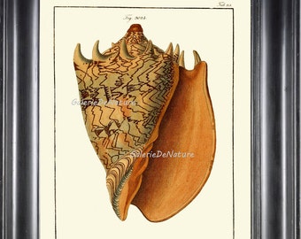 Sea Shell Print Art M161 4x6 5x7 8x10 11x14 Beautiful Large Volute Seashell Antique Sea Ocean Coastal Marine Living Room Bedroom Wall Decor