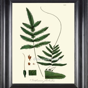 Botanische Fern afdrukken HW 67 Art 4 x 6 5 x 7 8 x 10 11x14 mooie antieke Fern plantaardige natuurlijke wetenschap grafiek Home Decor Wall Foto Frame Decor