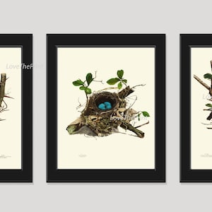 Bird Nest Print Set of 3 Beautiful Antique Forest Nature Blue Eggs Tree Branch Illustration Picture Drawing Home Room Wall Decor to Frame