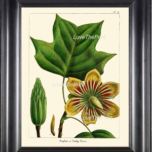 Botanische kunst Print R322 mooie antieke Tulip Tree Flower natuur huis muur Decor naar Frame interieur illustratie grafiek blad